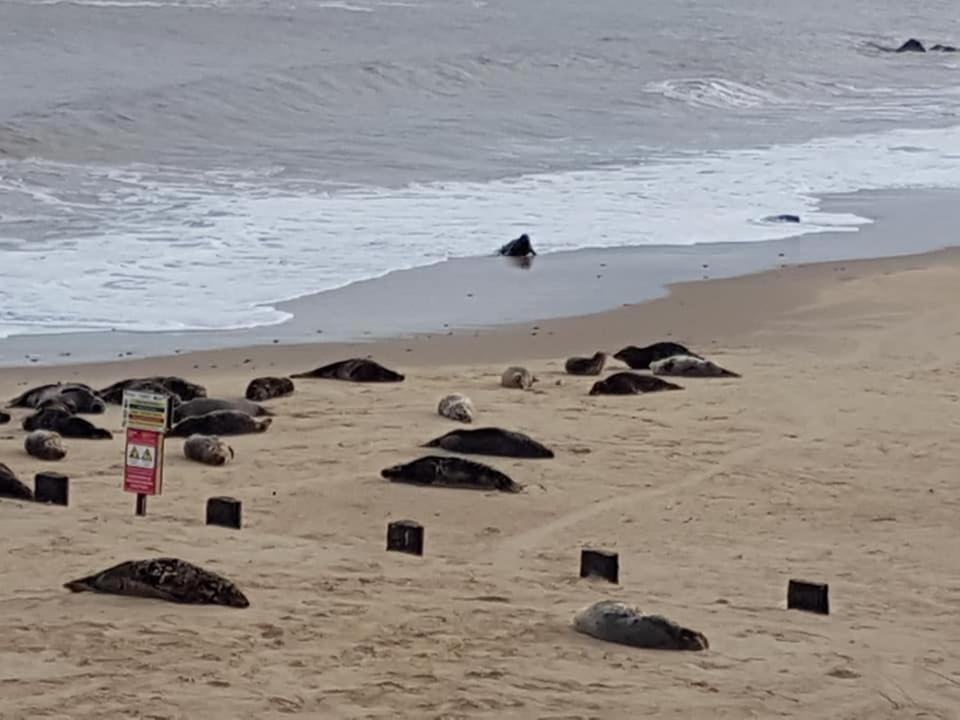 Sea Palling Coastal Terrace Dogs Welcome Optional Hot Tub 빌라 외부 사진